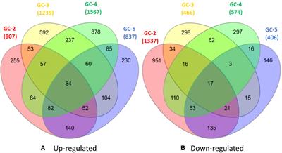 Resistant cumin cultivar, GC-4 counters Fusarium oxysporum f. sp. cumini infection through up-regulation of steroid biosynthesis, limonene and pinene degradation and butanoate metabolism pathways